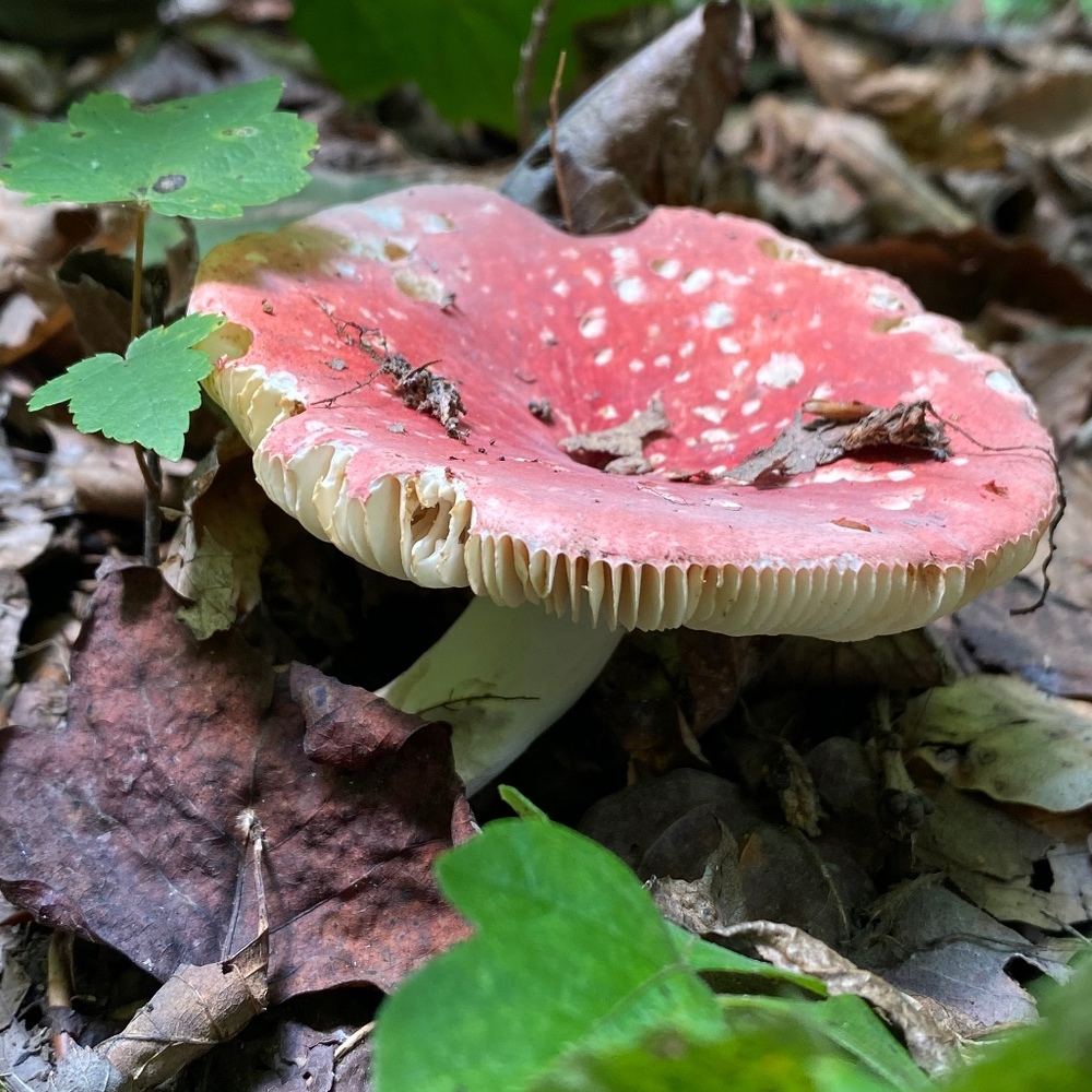 Meet your Posher, Joshua